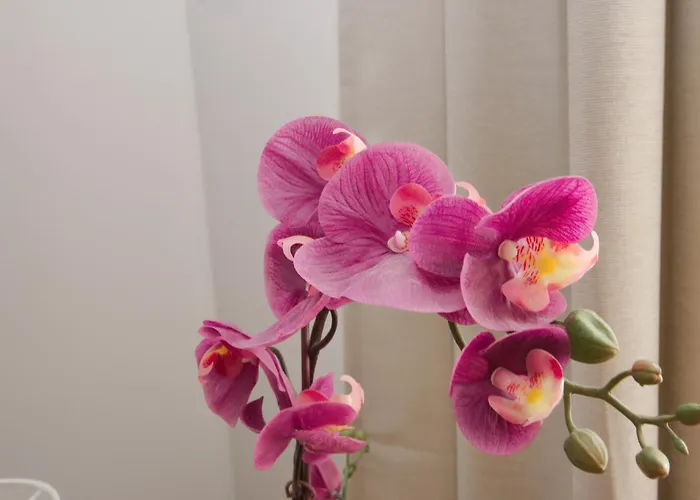 アパート Iriarte 52 プエルト・デ・ラ・クルス